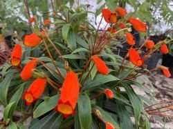 GLOXINIA BOLIVIAN SUNSET