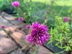 GOMPHRENA GLOBOSA"FIREWORKS"