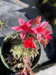 GRAPTOPETALUM BELLUM