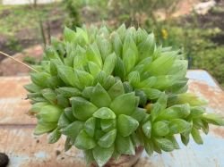 HAVORTIA TURGIDA "SUBERECTA"