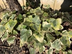 HEDERA (IEDERA) VARIEGATA
