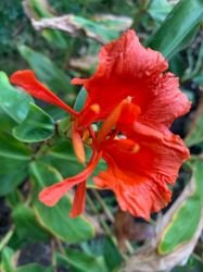 HEDYCHIUM GREENII