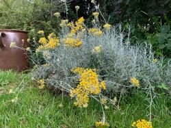 HELICHRYSUM ITALICUM (CURRY)