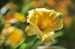 HEMEROCALLIS STELLA D’ORO