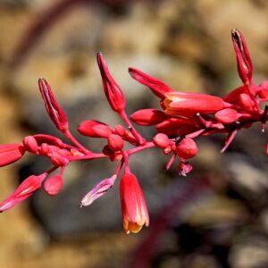 HESPERALOE PARVIFLORA (YUCCA ROSIE)