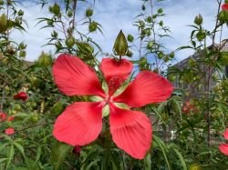 HIBISCUS COCCINEUS