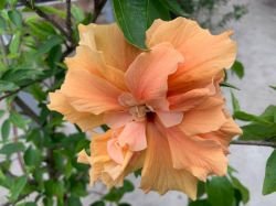 HIBISCUS DOUBLE PEACH