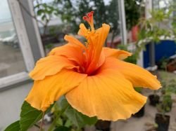 HIBISCUS JOANNE
