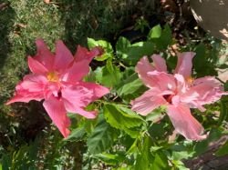 HIBISCUS PEACH BLOW