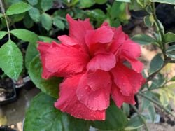 HIBISCUS PINK PRIDE OF HANKINS