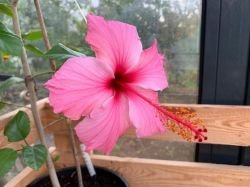HIBISCUS PINK WENNING