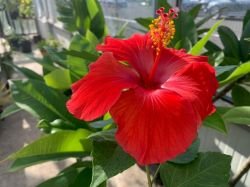 HIBISCUS ROSU SIMPLU