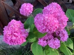 HIDRANGEA(HORTENSIA)ROZ