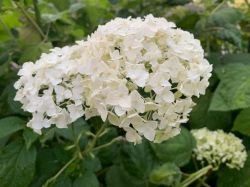 HORTENSIA ANNABELLE