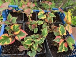 HOUTTUYNIA CORDATA