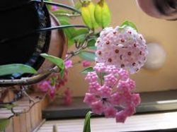 HOYA ROZ