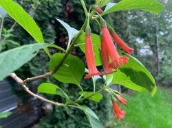 IOCHROMA FUCHSIOIDES