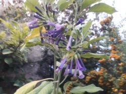 IOCHROMA ROYAL BLUE