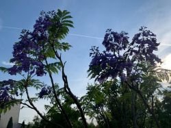 JACARANDA MIMOSIFOLIA