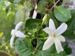 JASMINUM ANGULARE