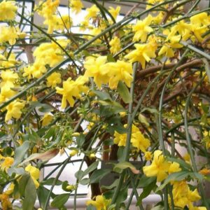 JASMINUM MENSYI