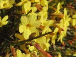 JASMINUM NUDIFLORUM