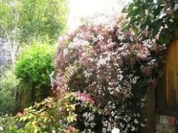 JASMINUM POLYANTHUM