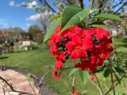 JATROPHA INTERGERRIMA
