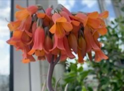 KALANCHOE DAIGREMONTIANA