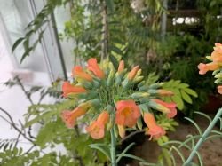 KALANCHOE DELAGOENSIS