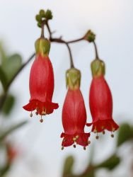KALANCHOE MANGINII