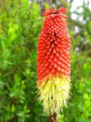 KNIPHOFIA UVARIA