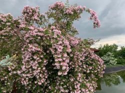 KOLKWITZIA AMABILIS PINK CLOUD