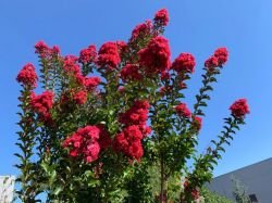 LAGERSTROEMIA INDICA - ROSU