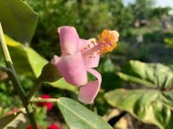 LAGUNARIA PATERSONIA sau NORFOLK ISLAND HIBISCUS
