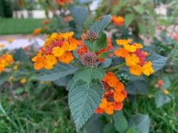 LANTANA CAMARA HAM AND EGGS