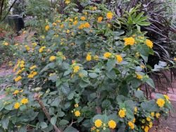 LANTANA GALBENA INALTA