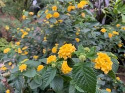 LANTANA GOLD MOUND