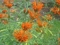 LEONOTIS LEONORUS