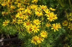 LEPTOSYNE GIGANTEA(COREOPSIS GIGANTEA)