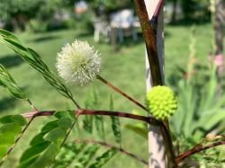 LEUCAENA LEUCOCEPHALA