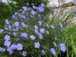 LINUM LEWISII (IN BLUE)
