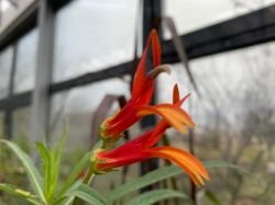 LOBELIA AGUANA
