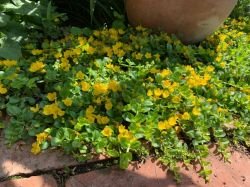 LYSIMACHIA NUMMULARIA AUREA