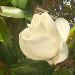 MAGNOLIA GRANDIFLORA