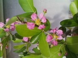 MALPIGHIA GLABRA ( SAU CIREȘUL DE BARBADOS)