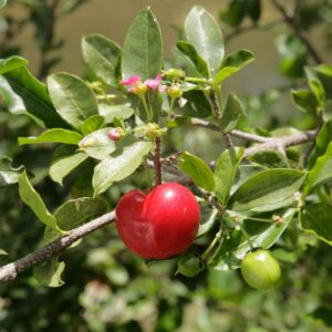 MALPIGHIA GLABRA ( SAU CIRESUL DE BARBADOS)