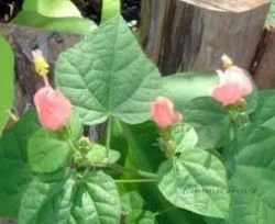 MALVAVISCUS PAM PURYEARS’