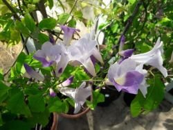 MANSOA ALLIACEA