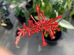 ODONTONEMA CUSPIDATUM